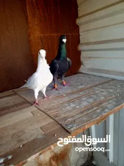  9 حمام زق للبيع طواير وفحول بسعر طري