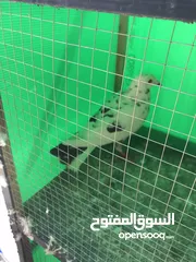  1 حمام كشميري