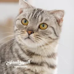  30 قطط للبيع بيور pure cats for sell