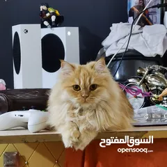  1 شيرازي للبيع