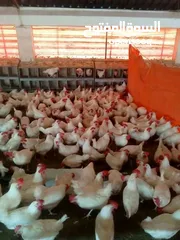  3 مزارع دجاج البياض