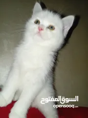  10 قطة كتنز  بيبي قط  كتن  و قطه سيامي شوكلت   بسعر رمزي  شبه تبني للتبني متعوده لتربوكس وداري فود