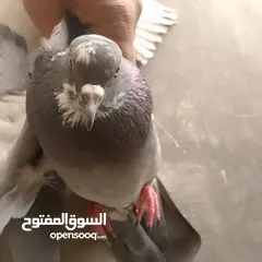  5 حمام بلدي شغال وصحه قويه شغل تربايه ومشروع زغاليل