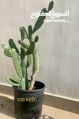  3 Cactus plant-Opontia Plant and Aloe vera