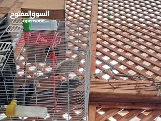  2 جوز كوكتيل للبيع شغال