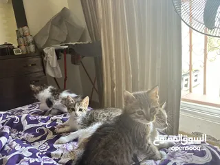  5 القطط الحرة