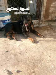  5 كلبي جيرمن شيبرد أو نثي روت سعره مغري