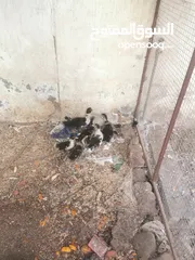  3 بط مصري اصلي