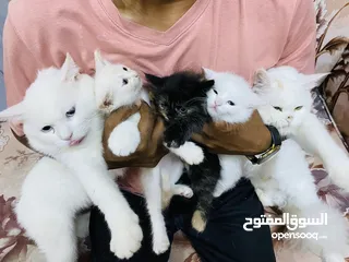  6 playful  Cat