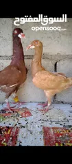  1 جوز ملاحي الفحل احمر والطيرة صفرة الطيرة فيها رده ثابتة شغالة ومكفولة الفحل بواقي 3 سعرهن 20 جوز ملا