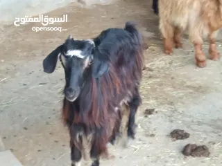  4 حلال عماني للبيع