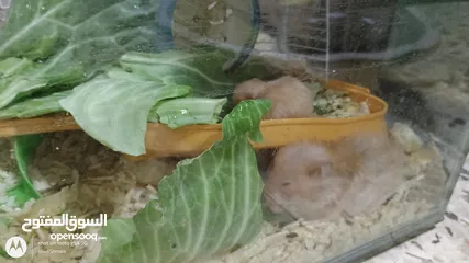  6 cute Hamsters for sale . very nice and joyful creatures 5 JDs for pair