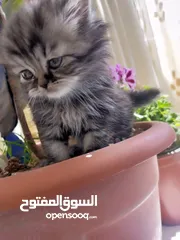  2 قط ذكر  اليف للبيع