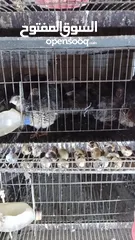  1 بيض فري السمان