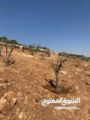  19 أرض ممتازة في جرش للسكن و للزراعة بقرب أحراش الدولة و سعر مغري  للمزيد من المعلومات اقرأ الوصف