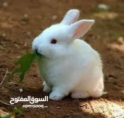  2 ارانب بلدية بيضاء مزراع مطعمه