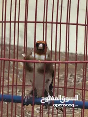  7 للبيع طائر حسون كبيس ولغه