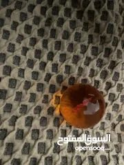  4 كرات دراغون بول اصلية غير قابلة للكسر مع لون مميز لامع مع ميداليتان كرات صغيرة ذات لون ازرق نادر
