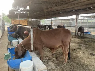  11 ثيران فقط للعرض