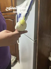  3 ببغاء  كوكتيل بدون قفص