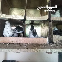  1 حمام للبيع