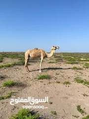  3 ناقه البيع