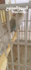  1 طائر الروز ازرق