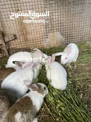  3 للبيع ارنب بيضات
