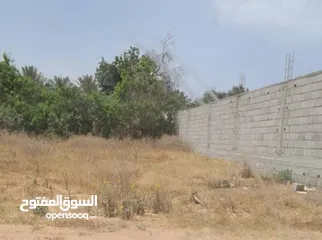 1 أرض سكنية طرابلس في منطقة السراج طريق المواشي بعد جامع الصحابة ومدرسة المعرفة