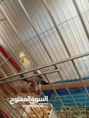  19 يوجد لدي اربع ببغاوات كوكتيل ما في ولا واحد منهم اليف في واحد بس شوي اليف  شاهد الوصف
