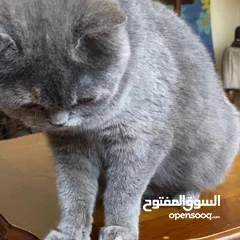  5 قطه سكوتش فولد مكس برتش للبيع.                                                                   ًً