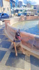  12 جراو مالينوا الأصل  للبيع  عمر عشرين يوم