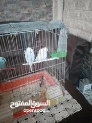  1 متاح جوز شغال موجود في طبربور سعرهن 20 من الاخر