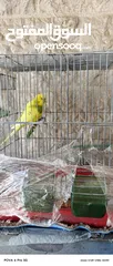  2 عصافير حب للبيع مع القفص
