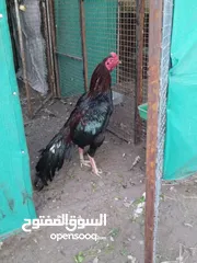  1 للبيع دياكه اقرأ الوصف