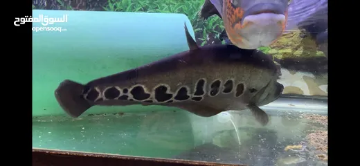  5 Aquarium and Knife fish for sale