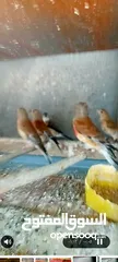  3 متوفر  طيور  خضري    +  متوفر  طيور  تفحي