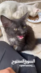  5 Sweet male black kitten for sale