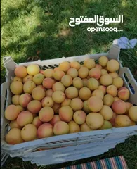  4 "مشمش أذربيجان"ایران