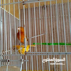  6 كوم كنار للبيع
