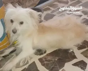  3 كلب فرنسي ذكر جريفون اجمل كلب للتربية المنزلية داخل عمان
