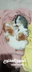  2 بيع قطط بدون مقابل