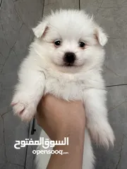  12 جراء بوميريان عمر شهرين