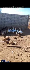  4 طيور وزز جامبو للبيع