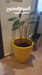  3 pot for sell with plant