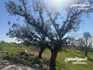  3 ارض للبيع في بدر الجديدة دونم عاليه جداً اطلاله بانورامية كاشفة فلسطين والسلط منطقة فلل