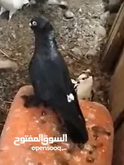  1 مطلوب حمام بحريني بهاذا الشكل