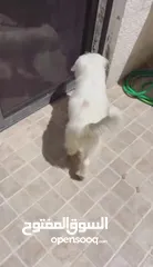  7 كلب مالتيز عمر 8 اشهر ماخذ كل المطاعيم و متعود على الحمام معه جميع اغراضه  متعود على العائلة و البيت