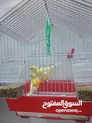  6 ببغاء كنيور نوع بيرلي و مزيد من الطيور و مستلزماتها