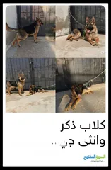  2 كلاب جيرمان للبيع